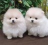 lulu-pomerania-cachorro-small-0