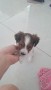 se-regala-cachorro-de-raza-pequena-small-3