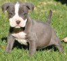 regalo-cachorro-pitbull-machohembra-small-0