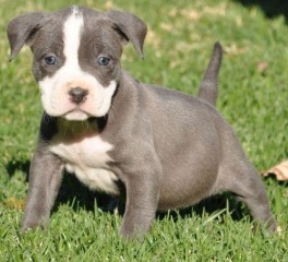 Regalo Cachorro pitbull macho/hembra