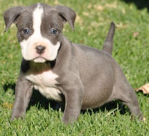 regalo-cachorro-pitbull-machohembra-big-0