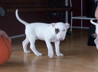 Regalo Cachorro Bull Terrier M/F