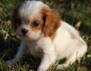 Regalo Cachorro Cavalier King Charles Spaniel macho/hembra