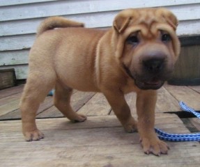 Regalo Cachorro Shar Pei M/F