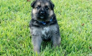 Regalo Cachorro de pastor alemán macho/hembra