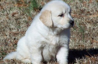 Regalo Cachorro Golden Retriever M/F