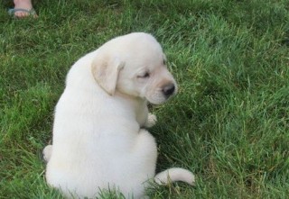 Regalo Cachorro de Labrador Retriever M/F