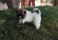 regalo-hermosos-cachorro-akita-machos-y-hembras-disponibles-small-0