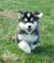 regalo-lindo-cachorro-de-alaskan-malamute-macho-y-hembra-disponible-small-0