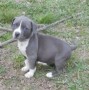 regalo-lindo-cachorro-american-staffordshire-terrier-macho-y-hembra-disponible-small-0