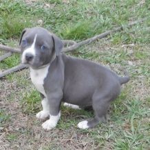 Regalo Lindo cachorro American Staffordshire Terrier macho y hembra disponible