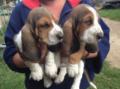 regalo-increible-cachorro-de-basset-hound-macho-y-hembra-small-0