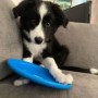 regalo-increible-cachorro-de-border-collie-macho-y-hembra-small-0