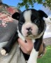 regalo-increible-cachorro-boston-terrier-macho-y-hembra-small-0