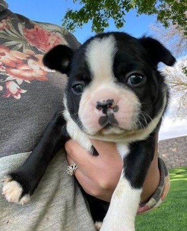 regalo-increible-cachorro-boston-terrier-macho-y-hembra-big-0