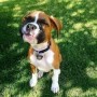 regalo-increible-cachorro-boxer-macho-y-hembra-small-0