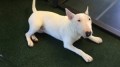 regalo-increible-cachorro-de-bull-terrier-macho-y-hembra-small-0