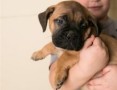 regalo-increible-cachorro-de-bullmastiff-macho-y-hembra-small-0