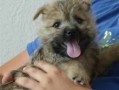 regalo-increible-cachorro-cairn-terrier-macho-y-hembra-small-0