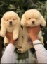 regalo-increible-cachorro-chow-chow-macho-y-hembra-small-0