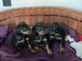 regalo-increible-cachorro-de-dachshund-macho-y-hembra-small-0