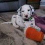 regalo-increible-cachorro-dalmata-macho-y-hembra-small-0