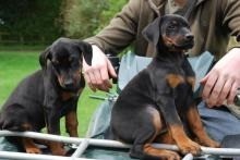 Regalo Increíble cachorro de dóberman macho y hembra