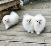 estupendo-pomerania-small-4