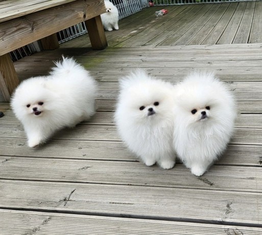 estupendo-pomerania-big-4