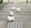 estupendo-pomerania-small-1