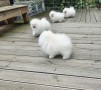 estupendo-pomerania-small-3