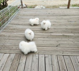 ESTUPENDO POMERANIA