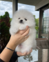 estupendo-pomerania-small-0