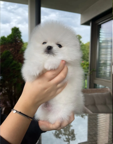 estupendo-pomerania-big-0