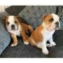 regalo-increible-cachorro-english-bulldog-macho-y-hembra-small-0