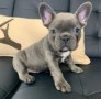 regalo-increible-cachorro-bulldog-frances-macho-y-hembra-small-0