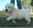 regalo-increible-cachorro-golden-retriever-macho-y-hembra-small-0