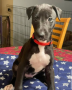 regalo-increible-cachorro-galgo-italiano-macho-y-hembra-small-0