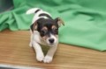 regalo-increible-cachorro-jack-rusell-terrier-macho-y-hembra-small-0