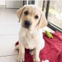 regalo-increible-cachorro-labrador-retriever-macho-y-hembra-small-0