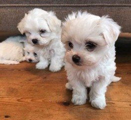 Regalo Increíble cachorro Teacup Maltese macho y hembra