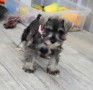 regalo-increible-cachorro-schnauzer-miniatura-macho-y-hembra-small-0