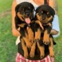 regalo-increible-cachorro-rottweiler-macho-y-hembra-small-0