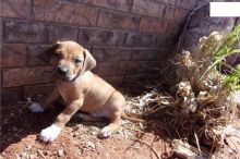 Regalo Increíble cachorro Rhodesian Ridgeback macho y hembra