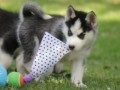 regalo-increible-cachorro-siberian-husky-macho-y-hembra-small-0