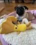 regalo-increible-cachorro-pug-macho-y-hembra-small-0