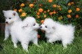 regalo-increible-cachorro-toy-american-eskimo-macho-y-hembra-small-0