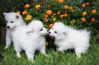 Regalo Increíble cachorro Toy American Eskimo macho y hembra