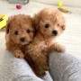 regalo-increible-cachorro-toy-poodle-macho-y-hembra-small-0