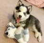 regalo-increible-cachorro-pomsky-macho-y-hembra-small-0